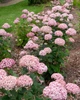 Гортензія деревоподібна Світ Аннабель (Hydrangea arborescens Sweet Annabelle) Р9 - зображення 3