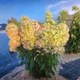 Гортензия метельчатая «Металлика» - гигант (Hydrangea paniculata Metallica) Р9 - изображение 2