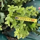 Гортензия метельчатая «Металлика» - гигант (Hydrangea paniculata Metallica) Р9 - изображение 3