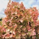Гортензия метельчатая «Металлика» - гигант (Hydrangea paniculata Metallica) Р9 - изображение 6