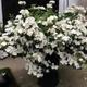 Гортензия ампельная Сбежавшая невеста. (Hydrangea hybrid Runaway Bride) Р9 - изображение 1