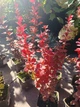 Барбарис Тунберга Оранж Рокет. (Berberis thunbergii Orange Rocket) Р9 - изображение 5