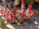 Барбарис Тунберга Оранж Рокет. (Berberis thunbergii Orange Rocket) Р9 - изображение 7