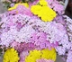 Семена тысячелистник розовый микс. 1.5 г - изображение 2