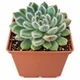 Сукулент Ехеверія Сетоза Мексиканський феєрверк (Echeveria setosa Mexican Firecracker) (s078s) - зображення 2