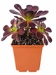 Еоніум Шварцкопф (Aeonium Zwartzkopf) (s104m) - зображення 1