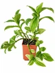 Сукулент Традесканція Альбовіттата (Tradescantia albiflora Albovittata) (s121m) - зображення 2