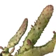 Кактус Опунція Монаканта Варіегата Вветвистая (Opuntia monacantha variegata Branched), высота растения 17 см (s144s17) - изображение 3