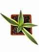Суккулент Агава американська варієгатна (Agave americana Variegata) (s057s) - зображення 2