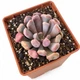 Суккулент Эхеверия Купидон (Echeveria Cupid) (s159s) - изображение 2