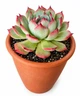 Сукулент Ехеверія чихуахуензис (Echeveria chihuahuaensis) (s079L) - зображення 2