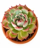 Сукулент Ехеверія чихуахуензис (Echeveria chihuahuaensis) (s079L) - зображення 3