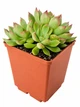 Суккулент Эхеверия Мебина (Echeveria Mebina) (s035s) - изображение 1