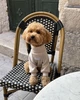 Гольф для собаки бежевый с узором “Charmie” Feel with Fill, размер XS - изображение 1