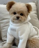 Худи для собаки с начёсом молочное “Hugme” Feel with Fill, размер XS - изображение 4