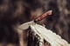Ніж туристичний TOPS Knives Camp Creek Fire Edition (CPCKFE-01) - зображення 12