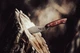 Ніж туристичний TOPS Knives Camp Creek Fire Edition (CPCKFE-01) - зображення 14