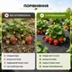 Агроволокно Agreen чорне з перфорацією 2 отв (1,07х10) 012282 - зображення 5