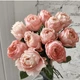 Роза Принцесса Сакура. (Princess Sakura) Японский - изображение 2