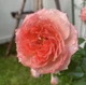 Роза Принцесса Сакура. (Princess Sakura) Японский - изображение 6