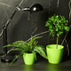 Вазон Матільда 7х6 см Aleana оливковий 113091 - изображение 2