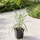 Фалярис тростниковый вариегатный (Phalaris arundinacea var. picta), саженец в горшке 0,5 л - изображение 5