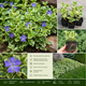 Барвінок великий Variegata (Vinca major Variegata) вічнозелений ґрунтопокривний багаторічник саджанець у контейнері 180 мл - зображення 3