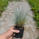 Вівсянниця сиза (костриця сиза) Festuca glauca, саджанець у горщику 0,5 л - зображення 4