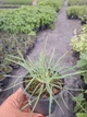 Саджанці Келерії сизої 'Блуі' (Koeleria glauca 'Bluey') в 380гр горщиках - изображение 4