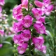 Саджанці Наперстянки рожевої (Digitalis purpurea)в 380гр горщику - зображення 2