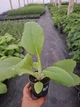 Саджанці Наперстянки рожевої (Digitalis purpurea)в 380гр горщику - зображення 3