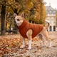 Курточка для собак WAUDOG Re-clothes двусторонняя, XS22, A 20-22, B 33-35, C 19-21, терракотовый - изображение 2