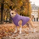 Курточка для собак WAUDOG Re-clothes двусторонняя, XS22, A 20-22, B 33-35, C 19-21, сиреневый - изображение 2