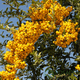 Пираканта «Голден Чармер» (Pyracantha coccinea ‘Golden Charmer’) С3 - изображение 1