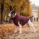 Курточка для собак WAUDOG Re-clothes двусторонняя, M45, A 42-45, B 62-64, C 35-38, бордовый 191322 - изображение 2