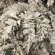 Сосна штучна Black Box Trees Edelman Dinsmore Frosted зелена з ефектом покриття снігом 0,6м (8718861289077) - зображення 2