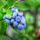 Саджанці лохини Дюк 2 річні, конт. 1.5 л - зображення 2