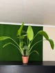Strelitzia nicolai Стреліція Миколая жива рослина - изображение 1