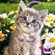 Алмазная мозаика на подрамнике ColorArt 20х20 Милый котенок DDP1204 + Подарок лак для покрытия - изображение 1