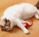 Інтерактивний USB м'ячик на шнурку для кішок, котів і маленьких собак. Іграшка для кошеняти, цуценяти. М'ячик котику4 - зображення 3