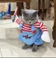 Костюм для собак и кошек Чаки S на Хэллоуин разноцветный - изображение 3