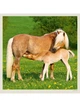 Календарь настенный 2027 HELMA 30 x 30 см Horses (LP03-27) 8596641041738 - изображение 3