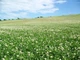Насіння білої конюшини Рівендел GrassNature, 5 кг – для газону, сидерату і медоносу - зображення 4