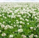 Насіння білої конюшини Рівендел GrassNature, 5 кг – для газону, сидерату і медоносу - зображення 10