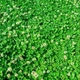 Насіння білої конюшини Рівендел GrassNature, 5 кг – для газону, сидерату і медоносу - зображення 13