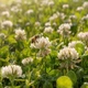 Насіння білої конюшини Рівендел GrassNature, 5 кг – для газону, сидерату і медоносу - зображення 6