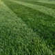 Американская газонная трава GrassNature, 20 кг – засухоустойчивый и морозостойкий газон - изображение 3
