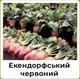 Семена свеклы кормовой GSN Semences Эккендорфская красная 100 г - изображение 4