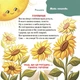 Книга Віршенята-загадки для малят. 3–5 років. Юлія Пеліхова - зображення 10