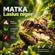 Мурахи Lasius Niger мурахи для мурашиної ферми колонія мурах з маткою живі мурахи для початківців - зображення 1